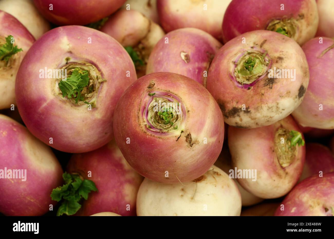 Ravanello di rapa viola fresco Foto Stock