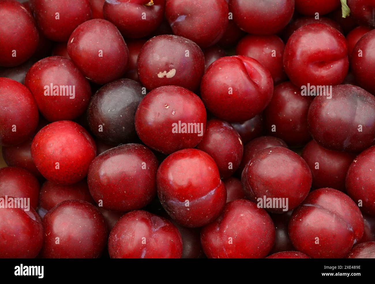 Prugne rosse e viola fresche sul mercato Foto Stock