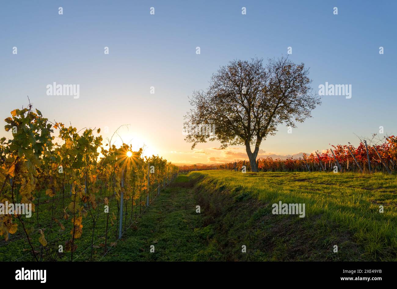 Il sole sta tramontando su un vigneto con viti in primo piano Foto Stock