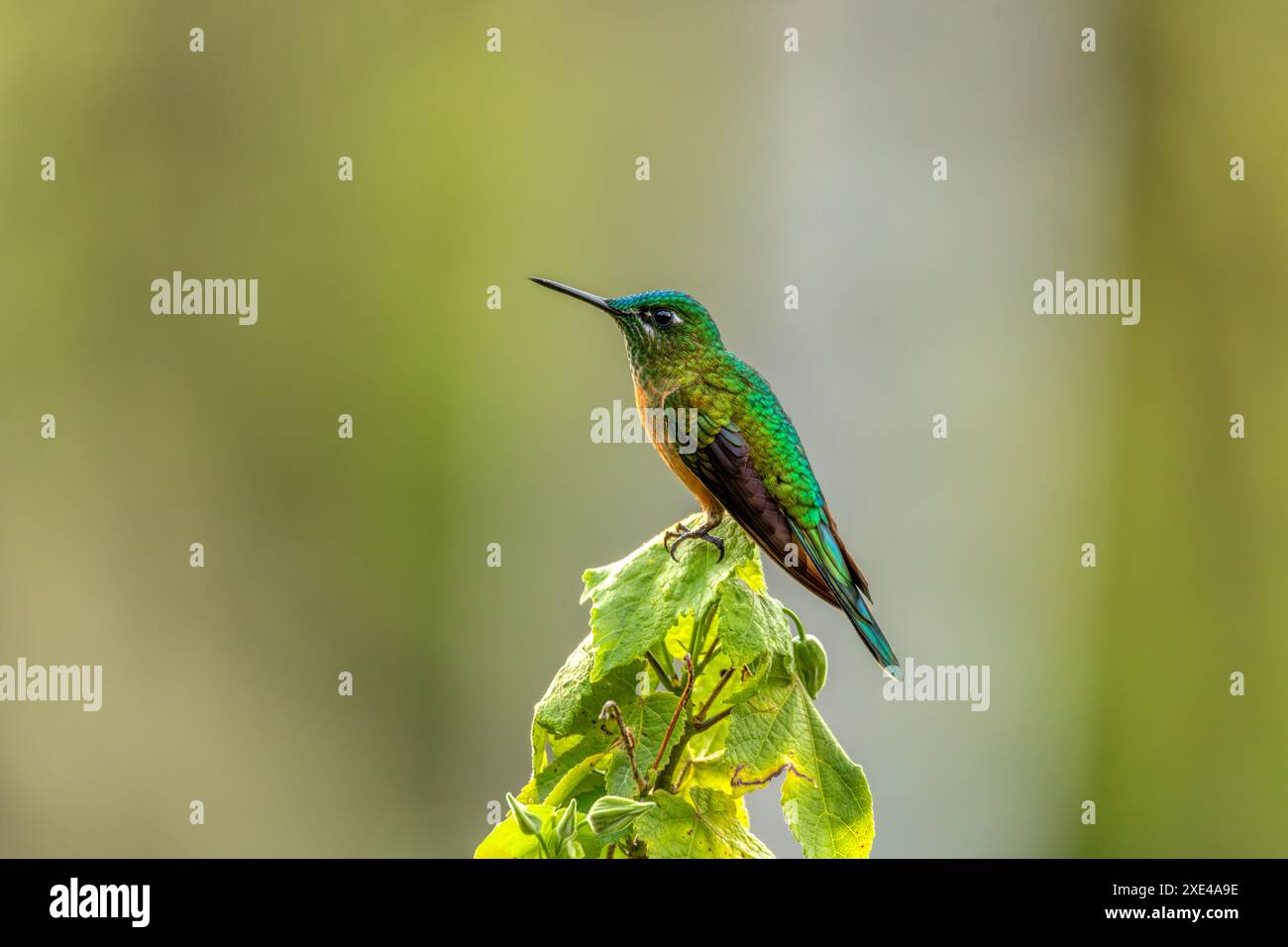 Silfo a coda lunga (Aglaiocercus kingii) femmina. Dipartimento di Quindio. Fauna selvatica e birdwatching in Colombia Foto Stock