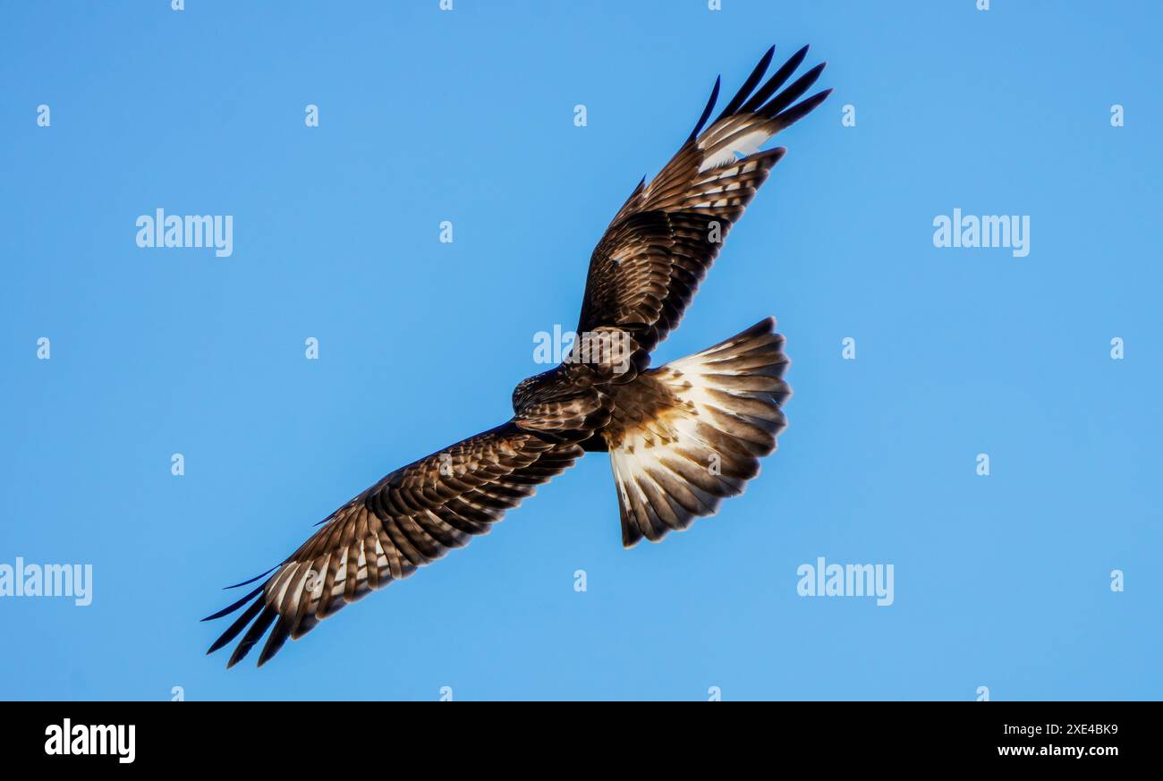 Zampe ruvida Hawk Foto Stock