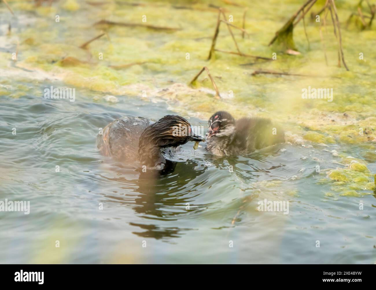 Earred Grebe Canada Foto Stock