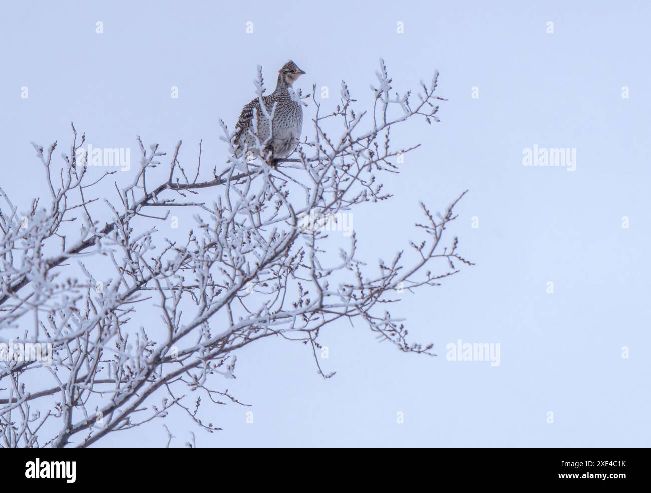 Sharp Tailed Grouse Foto Stock