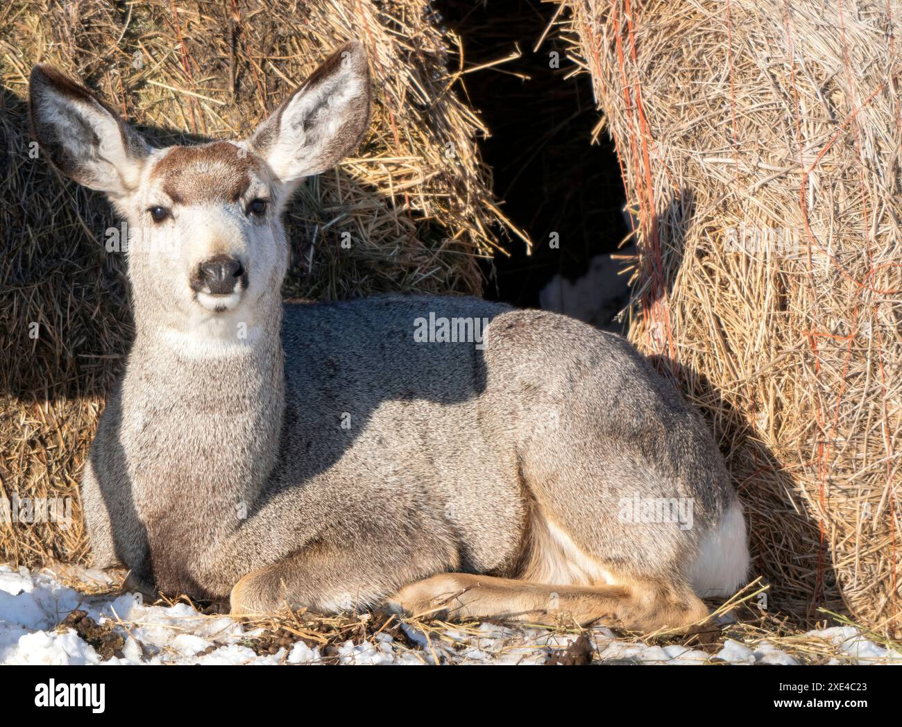 Prairie Deer Saskatchewan Foto Stock