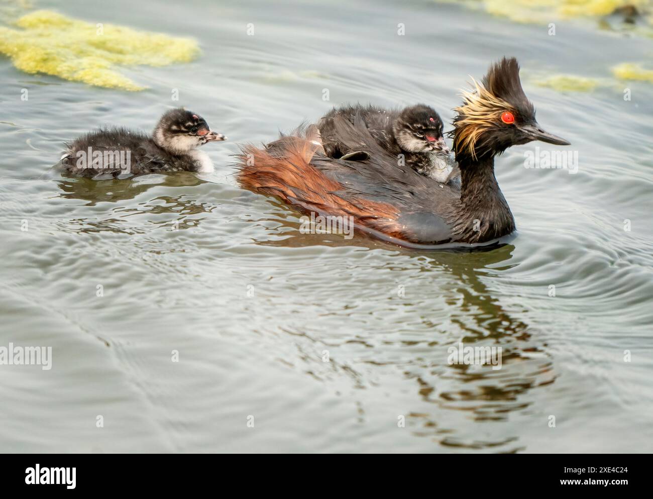 Earred Grebe Canada Foto Stock