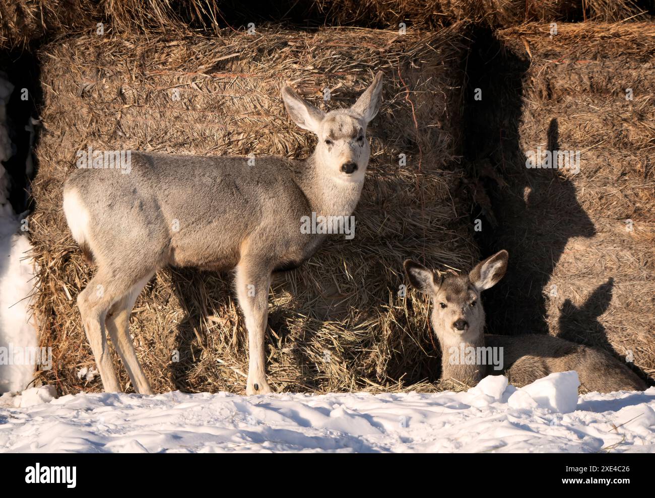 Prairie Deer Saskatchewan Foto Stock