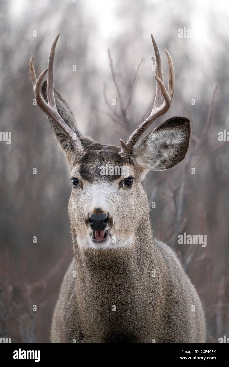 Prairie Deer Saskatchewan Foto Stock