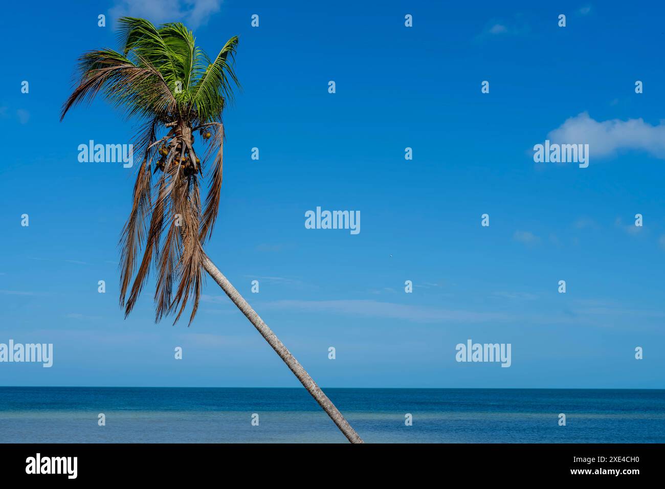 Servizi caraibici: Cieli azzurri, acque smeraldo e palme incorniciano un paradiso costiero Foto Stock