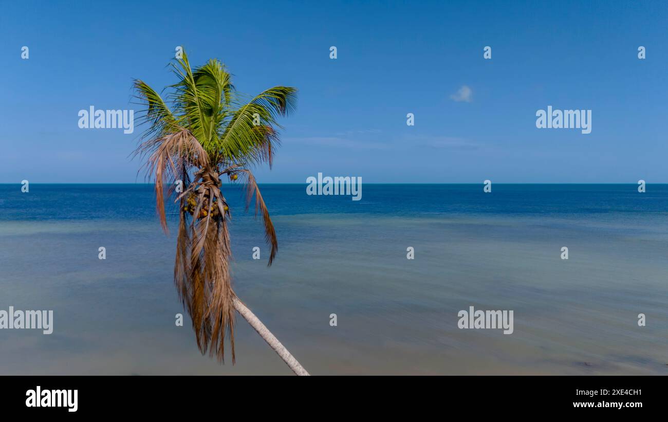 Servizi caraibici: Cieli azzurri, acque smeraldo e palme incorniciano un paradiso costiero Foto Stock