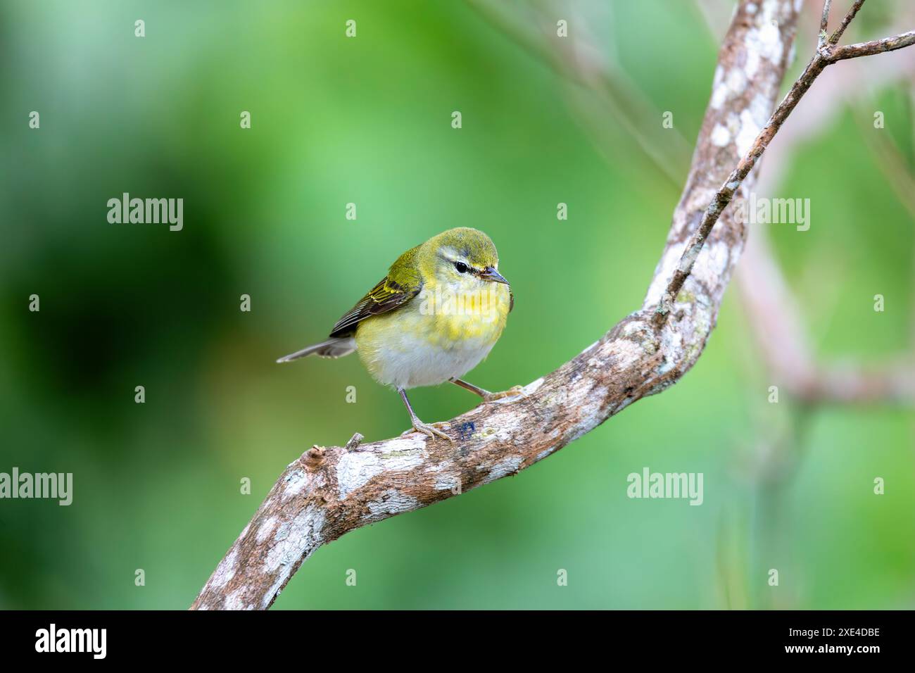 Parula del Tennessee (Leiothlypis peregrina), Minca, Sierra Nevada de Santa Marta. Fauna selvatica e birdwatching in Colombia. Foto Stock