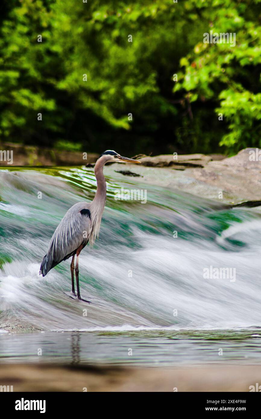 Caccia a Heron, David Fortier River Park, Olmsted Falls, Ohio Foto Stock