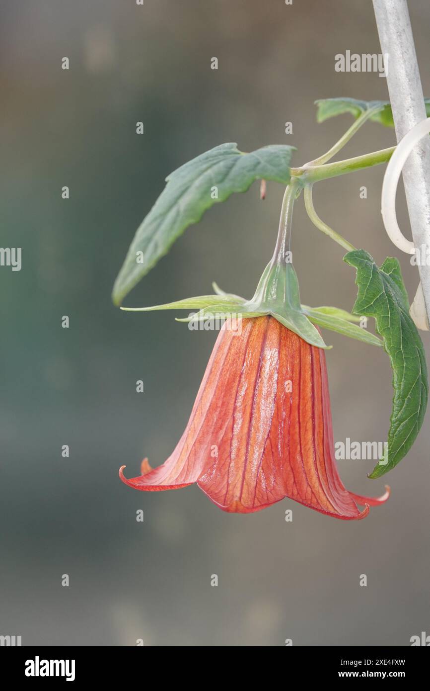 Canarina canariensis, Kanarische Glockenblume, fiori di campanello delle Canarie Foto Stock