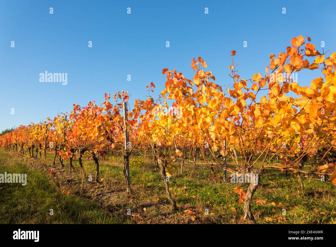 Filari di vigneto con foglie di arancia rossa e gialla Foto Stock
