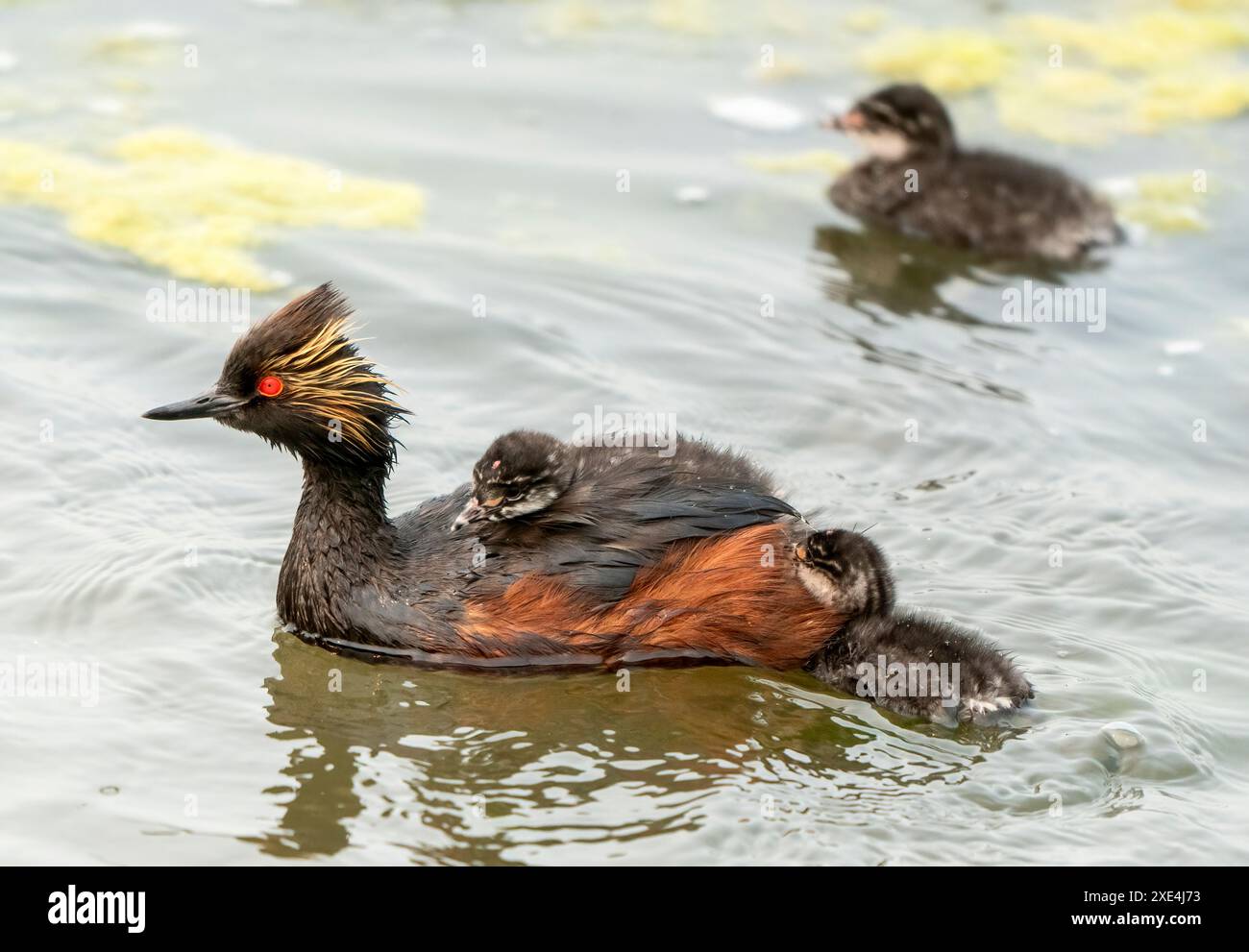 Earred Grebe Canada Foto Stock
