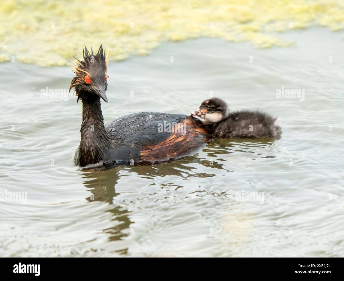 Earred Grebe Canada Foto Stock