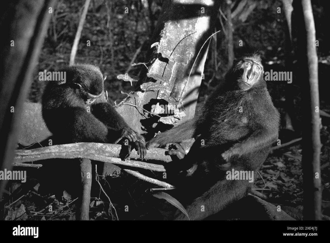 Macachi con cresta nera (Macaca nigra) nella riserva naturale di Tangkoko, Sulawesi settentrionale, Indonesia. Foto Stock