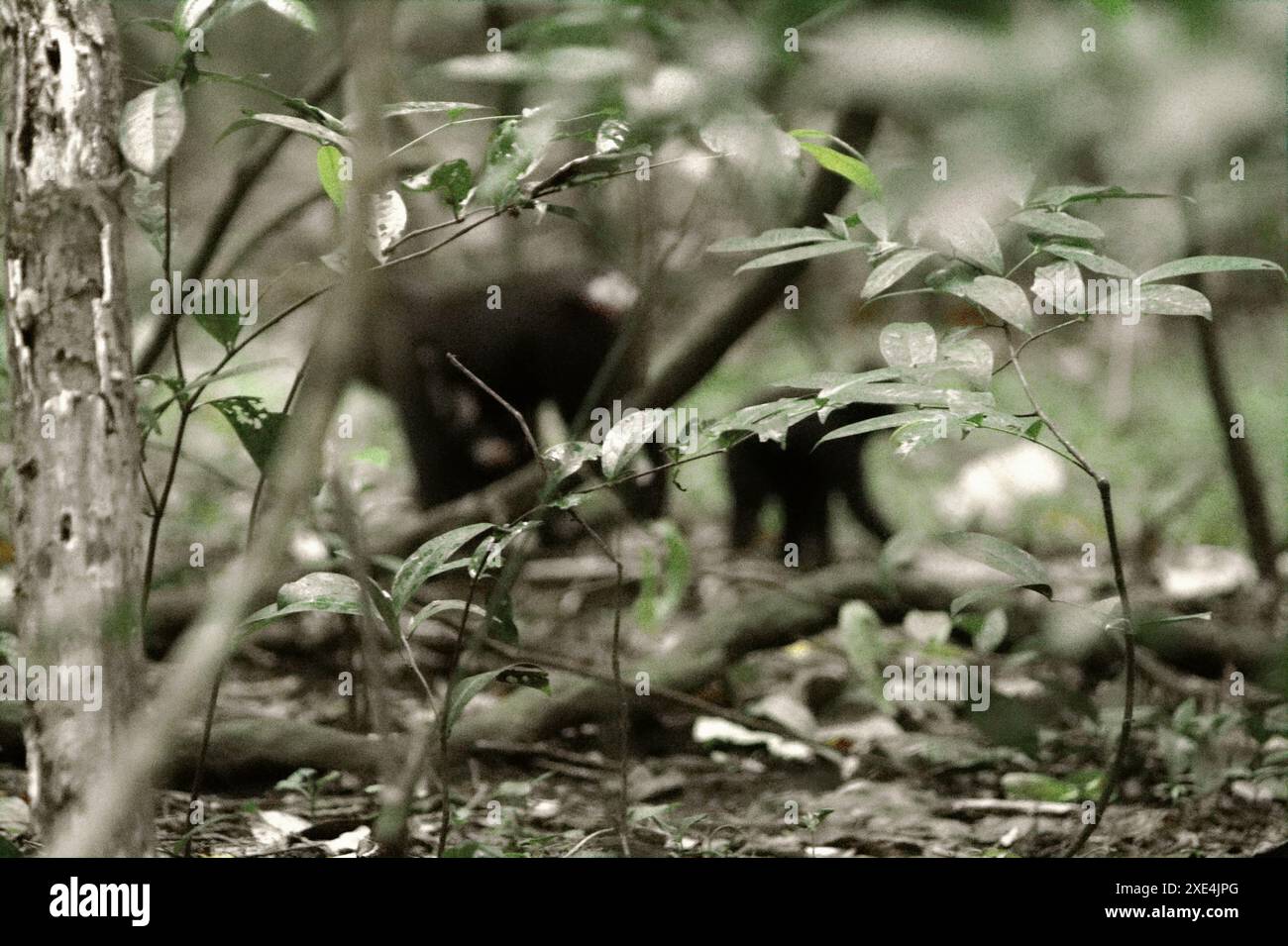 Foglie di un albero, sullo sfondo di macachi crestati (Macaca nigra) che si stanno foraggiando sul terreno nella riserva naturale di Tangkoko, Indonesia. Foto Stock