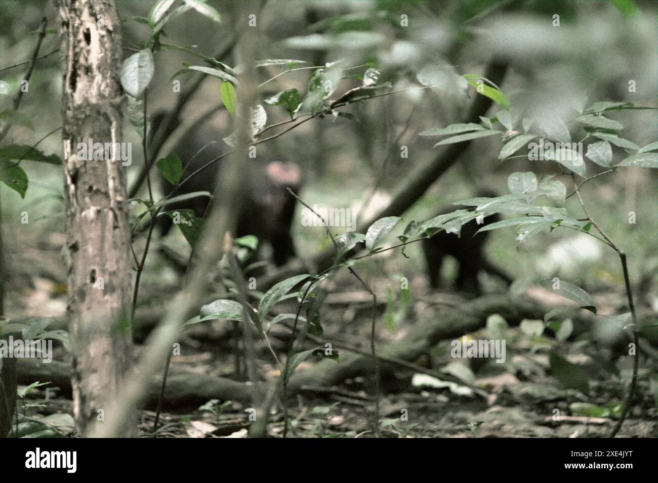 Foglie di un albero, sullo sfondo di macachi crestati (Macaca nigra) che si stanno foraggiando sul terreno nella riserva naturale di Tangkoko, Indonesia. Foto Stock