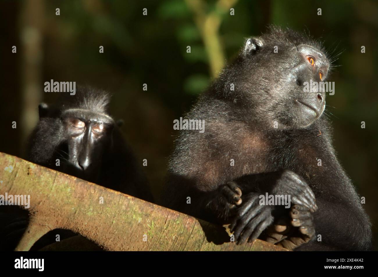 Macachi di Sulawesi crestati neri (Macaca nigra) nella riserva naturale di Tangkoko Batuangus, Sulawesi settentrionale, Indonesia. Foto Stock