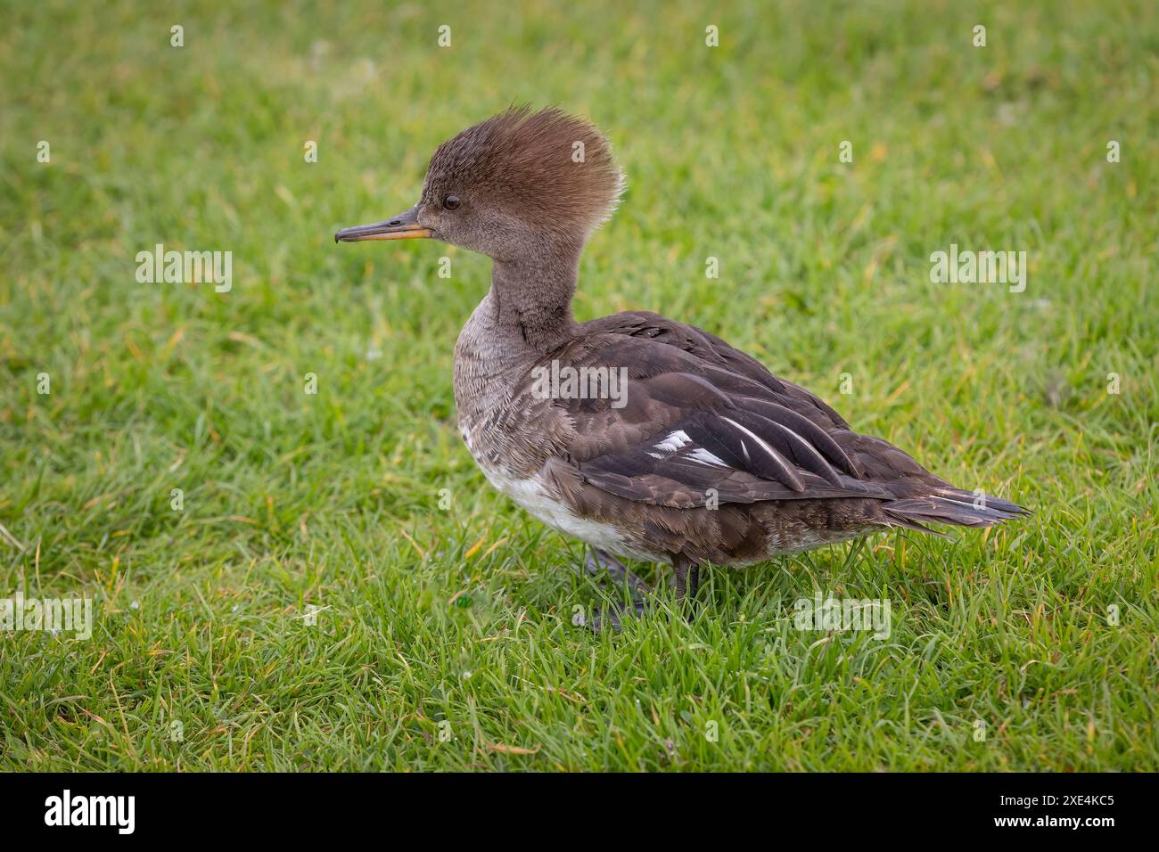 Un primo piano di un merganser con cappuccio femminile, Lophodytes cucucullatus. Lei è in piedi sull'erba e lo sfondo verde ha spazio per il testo Foto Stock Un primo piano di un merganser con cappuccio femminile, Lophodytes cucucullatus. Lei è in piedi sull'erba e lo sfondo verde ha spazio per il testo Foto Stock