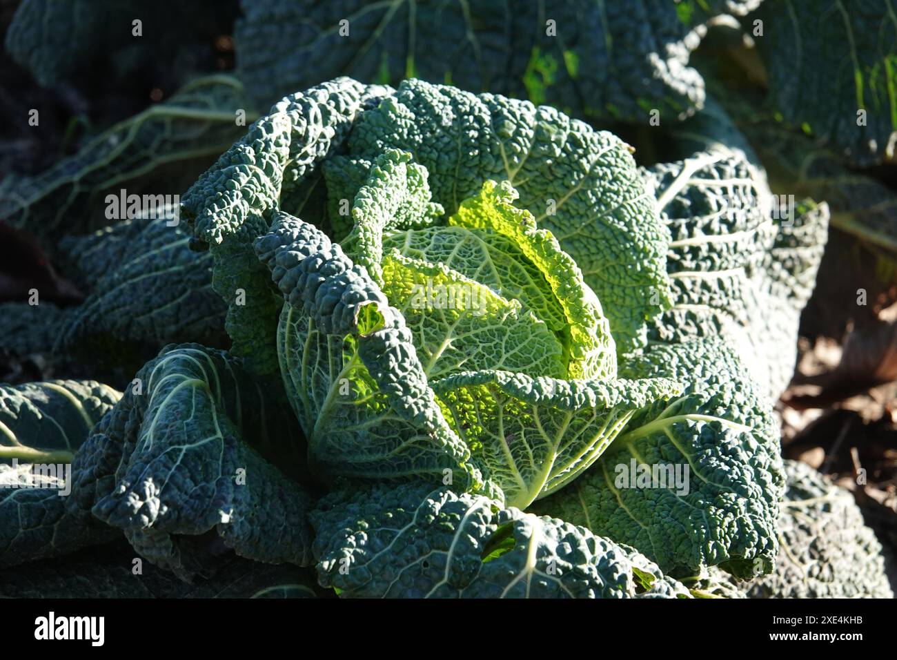 Brassica oleracea convariegata capitata variegata sabauda, Wirsingkohl, cavolo sabaudo Foto Stock