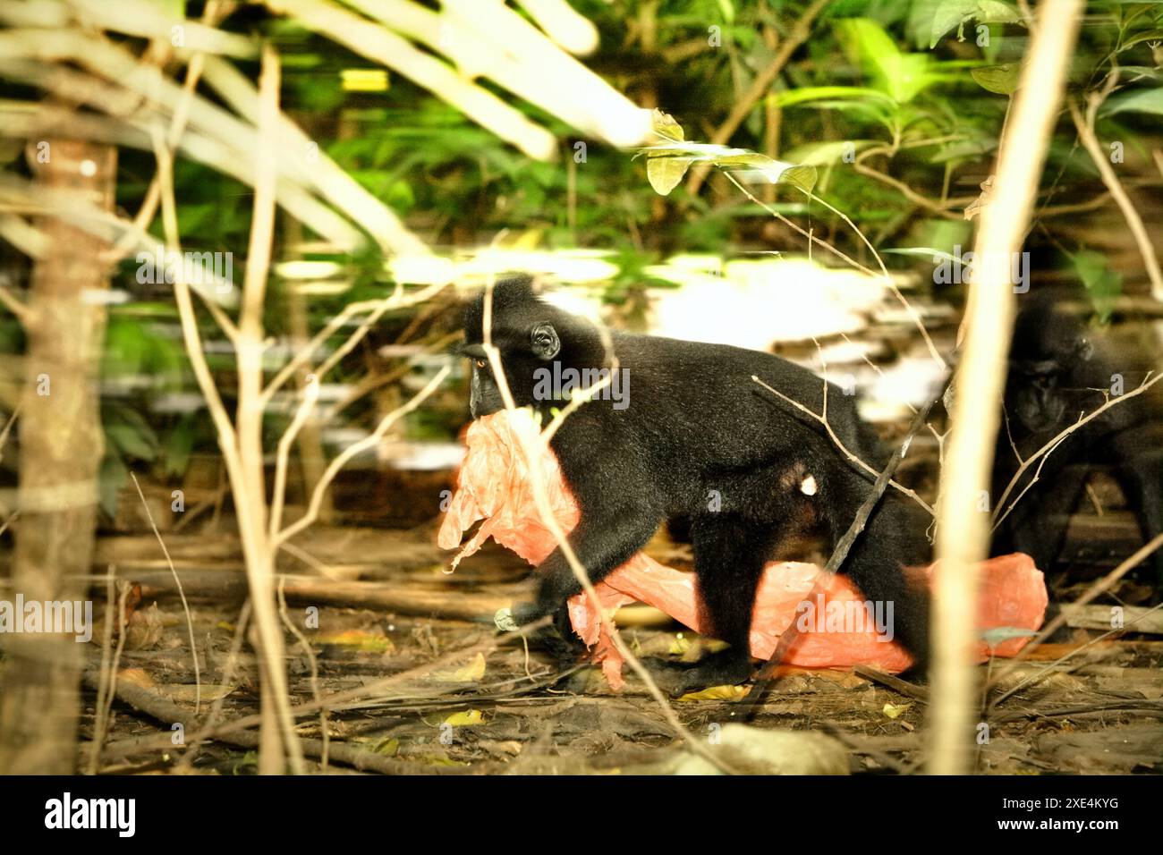 Un macaco crestato nero Sulawesi (Macaca nigra) trasporta rifiuti di plastica, in quanto si sta foraggiando nella foresta di Tangkoko, Sulawesi settentrionale, Indonesia. Foto Stock