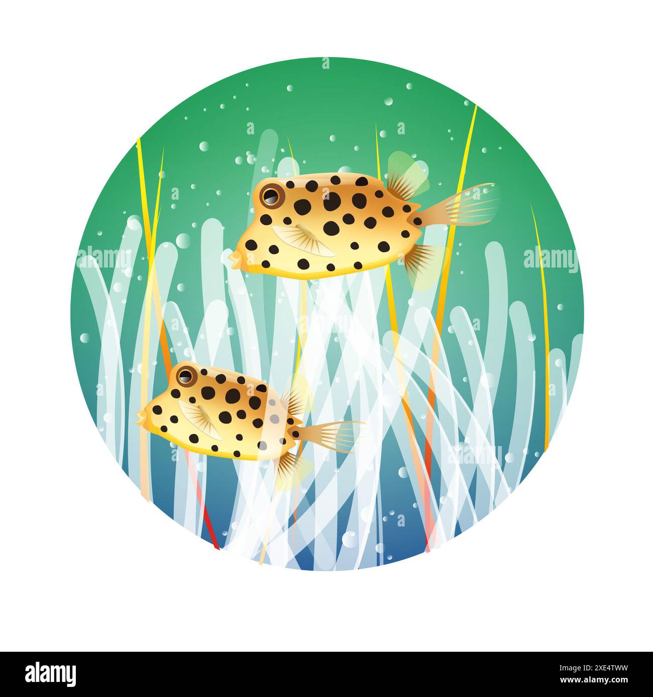 Un boxfish Foto Stock