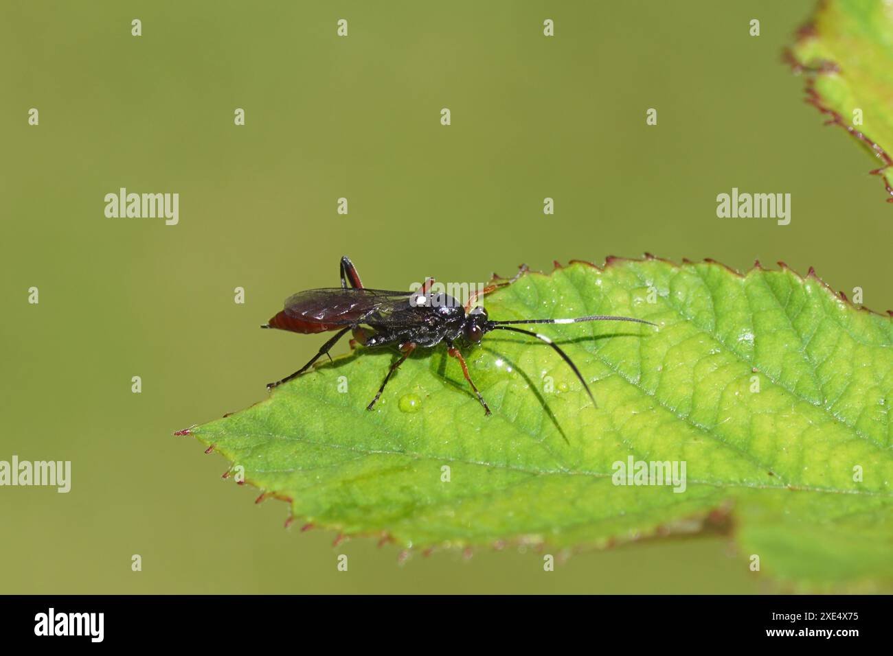 Hoplismenus bidentatus femminile o Hoplismenus bispinatorius molto simili. Vespe di ichneumon della famiglia, Ichneumonidae. Su una foglia di blackberry senza spine. Foto Stock