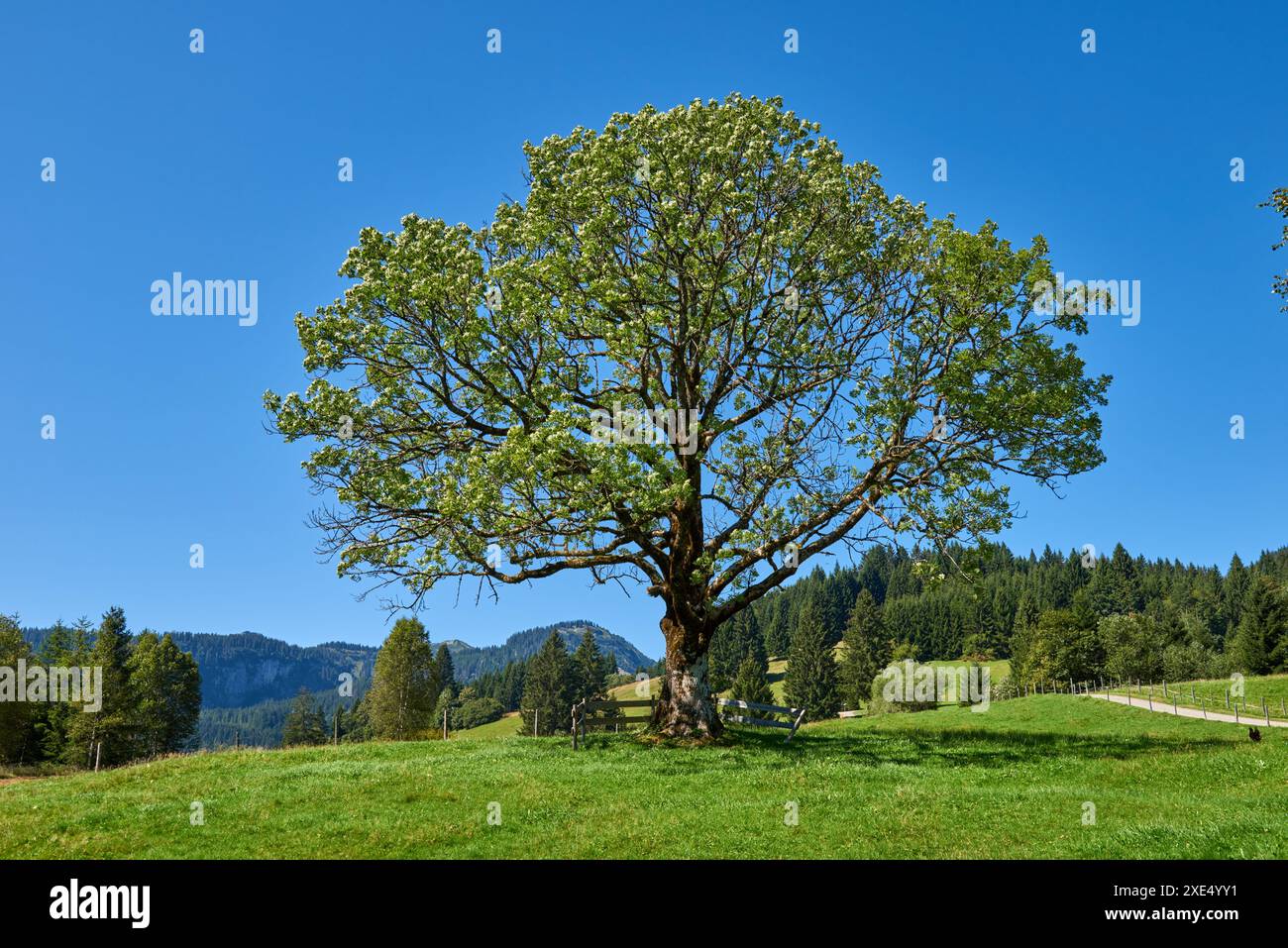 Sinfonia alpina: Maestà estiva nella natura selvaggia della montagna. Majestic Peaks e Lone Tree in the Meadow. Montagna: Un grande albero Foto Stock