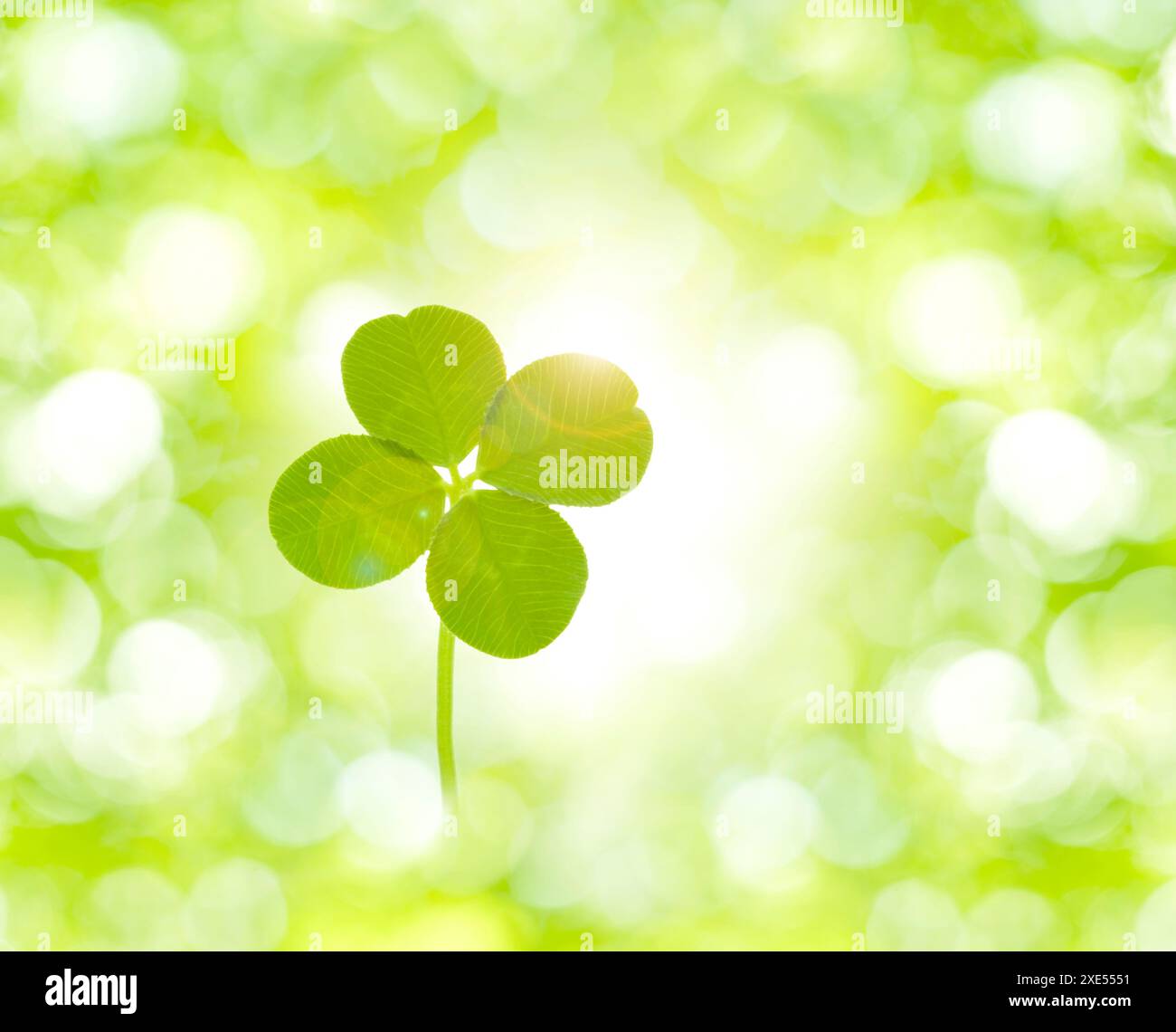 Quadrifoglio e vegetazione fresca Foto Stock