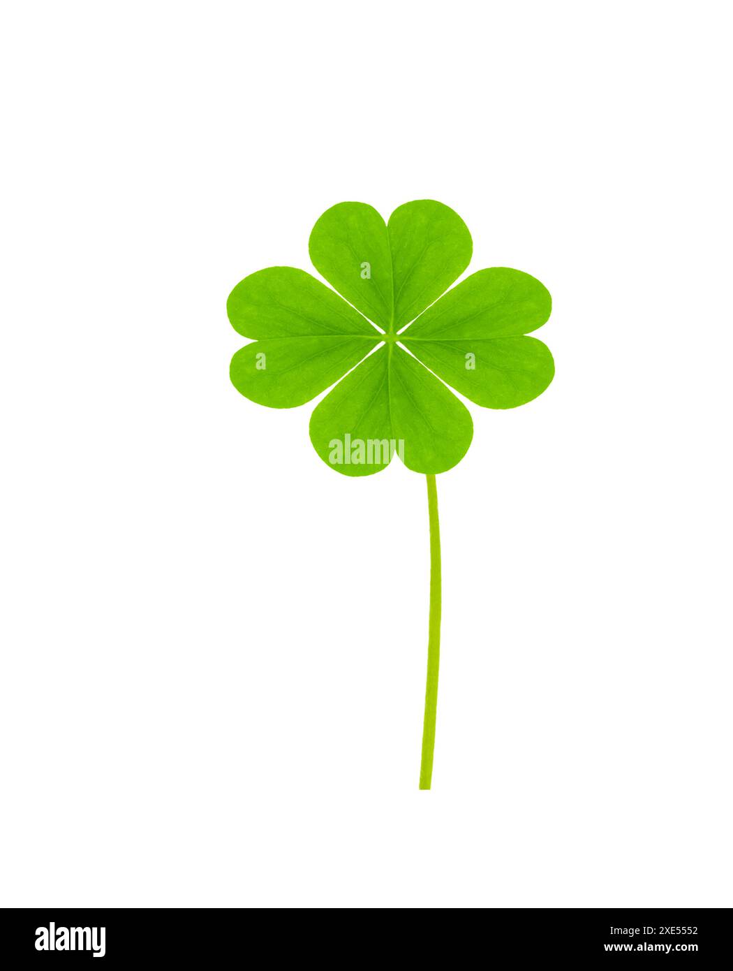 Quadrifoglio Foto Stock