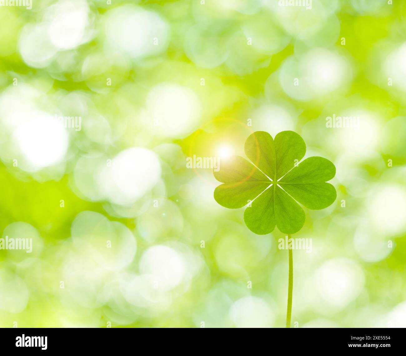 Quadrifoglio e vegetazione fresca Foto Stock
