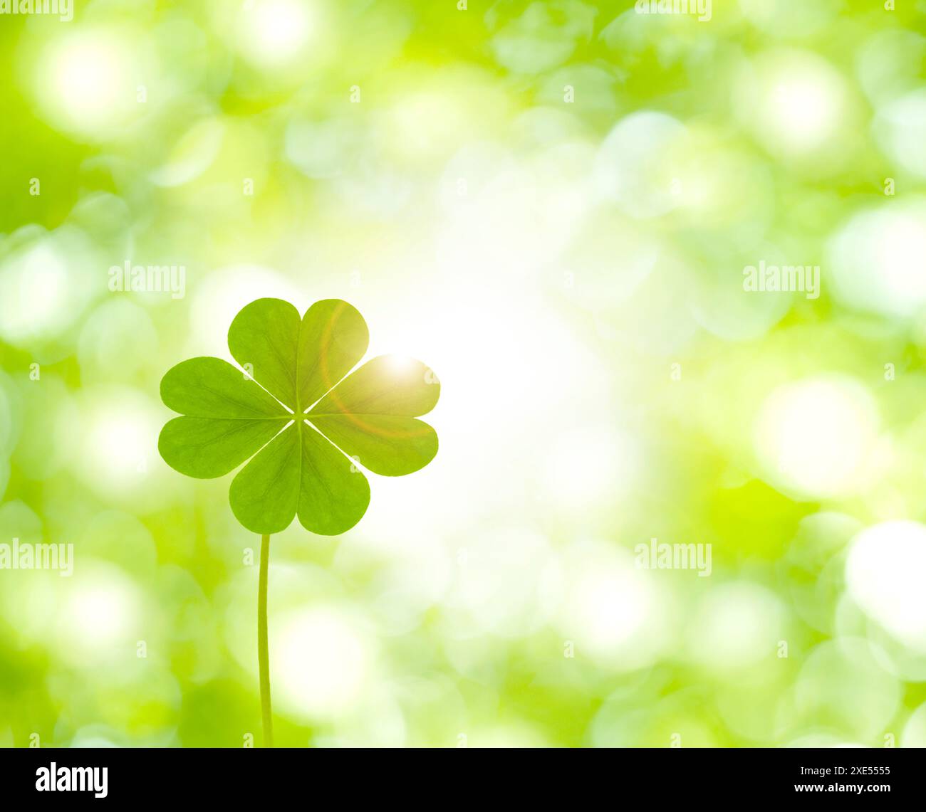 Quadrifoglio e vegetazione fresca Foto Stock