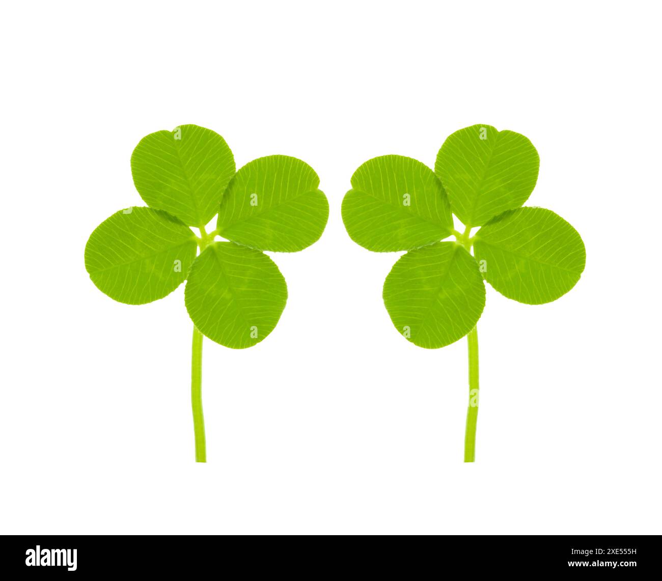 Quadrifoglio Foto Stock