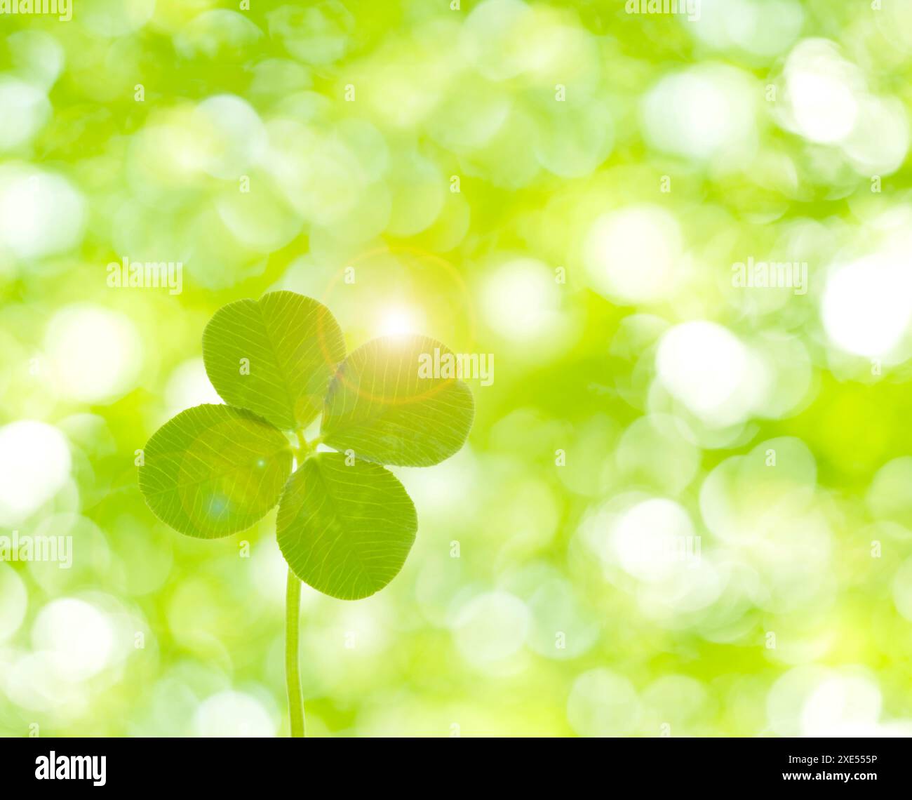 Quadrifoglio e vegetazione fresca Foto Stock