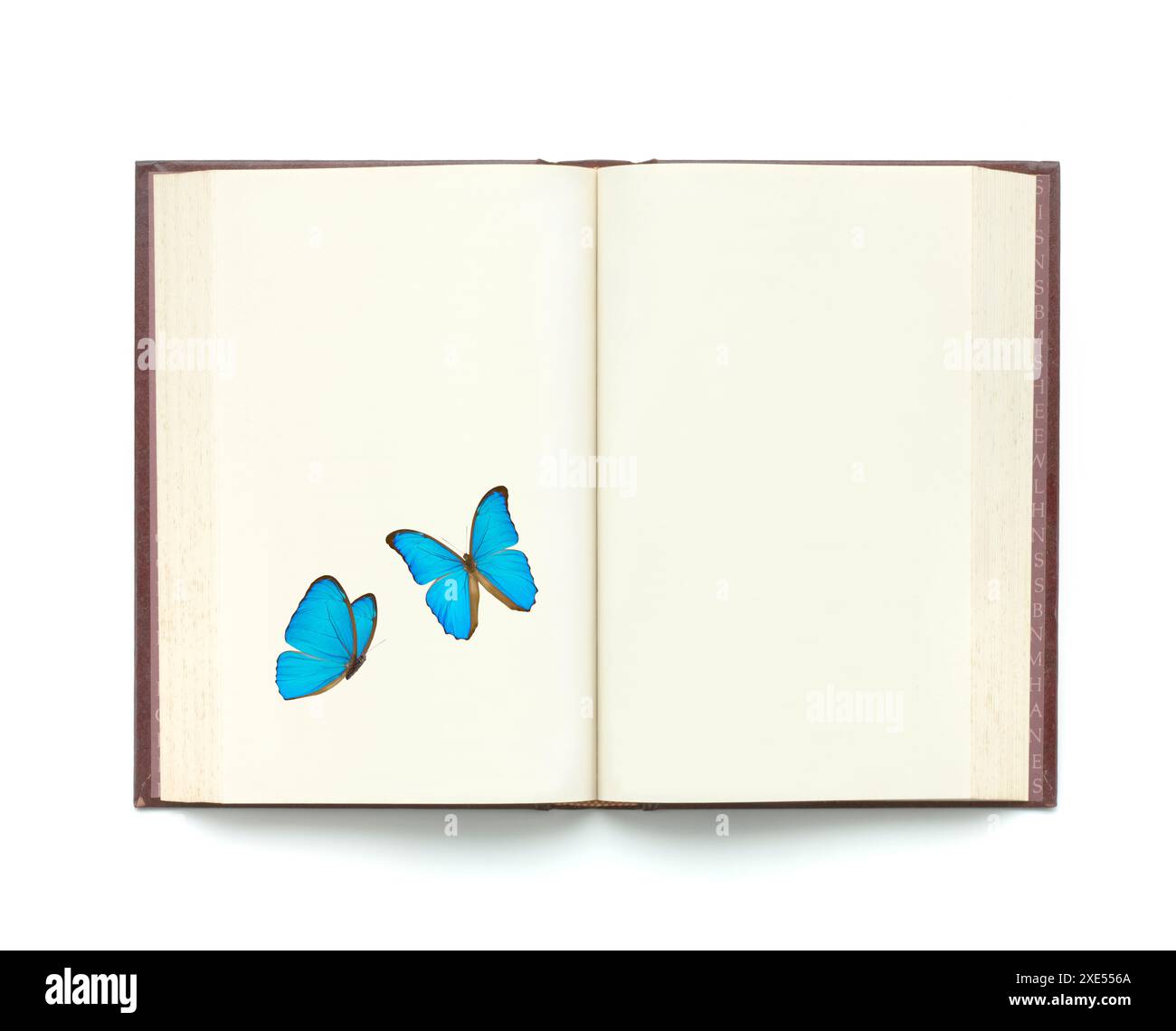 Libro e farfalla Foto Stock