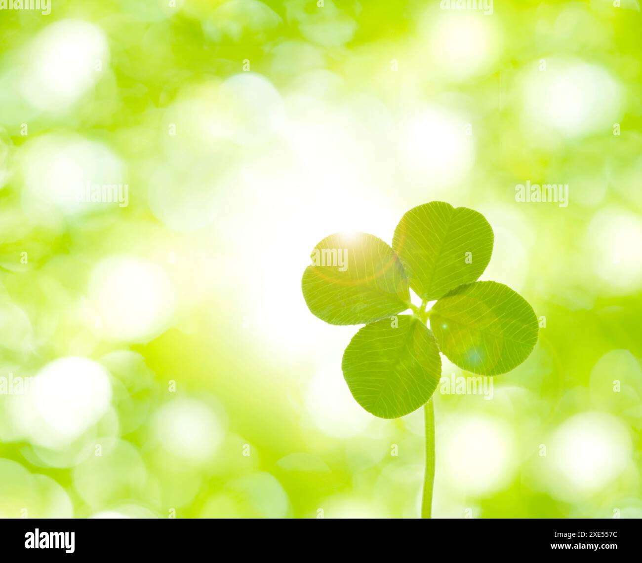Quadrifoglio e vegetazione fresca Foto Stock