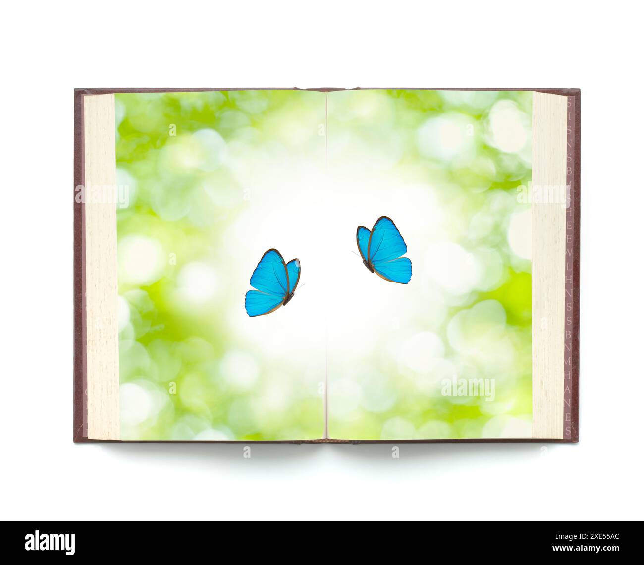 Libro e farfalla Foto Stock