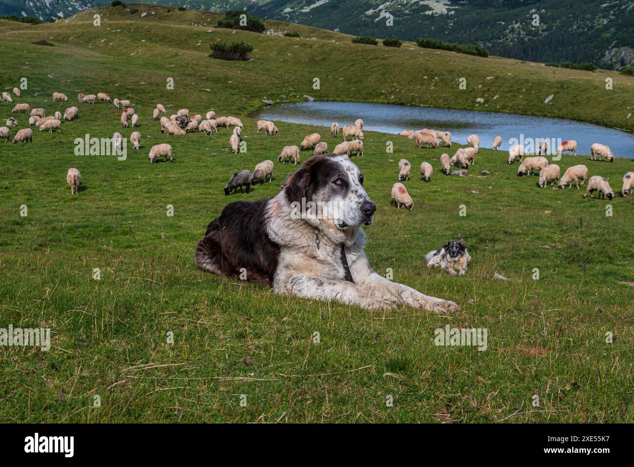 Cane che dà da mangiare a shepp sul prato di montagna con laghetto - Saua Plaiul Mic sui monti Retezat in Romania durante la mattina estiva Foto Stock
