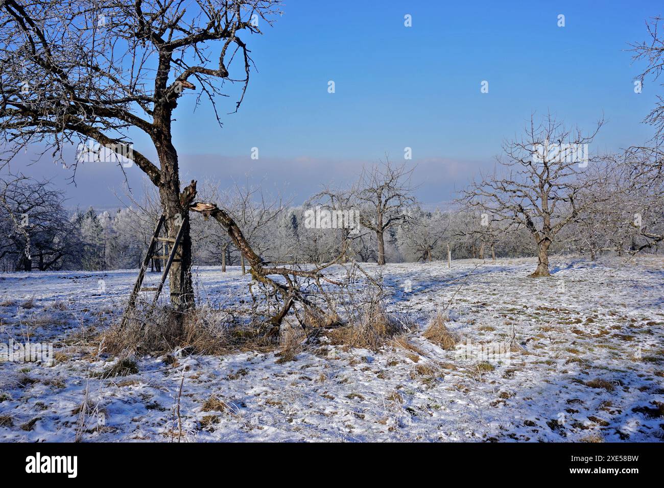 Paesaggio invernale con frutteti Foto Stock
