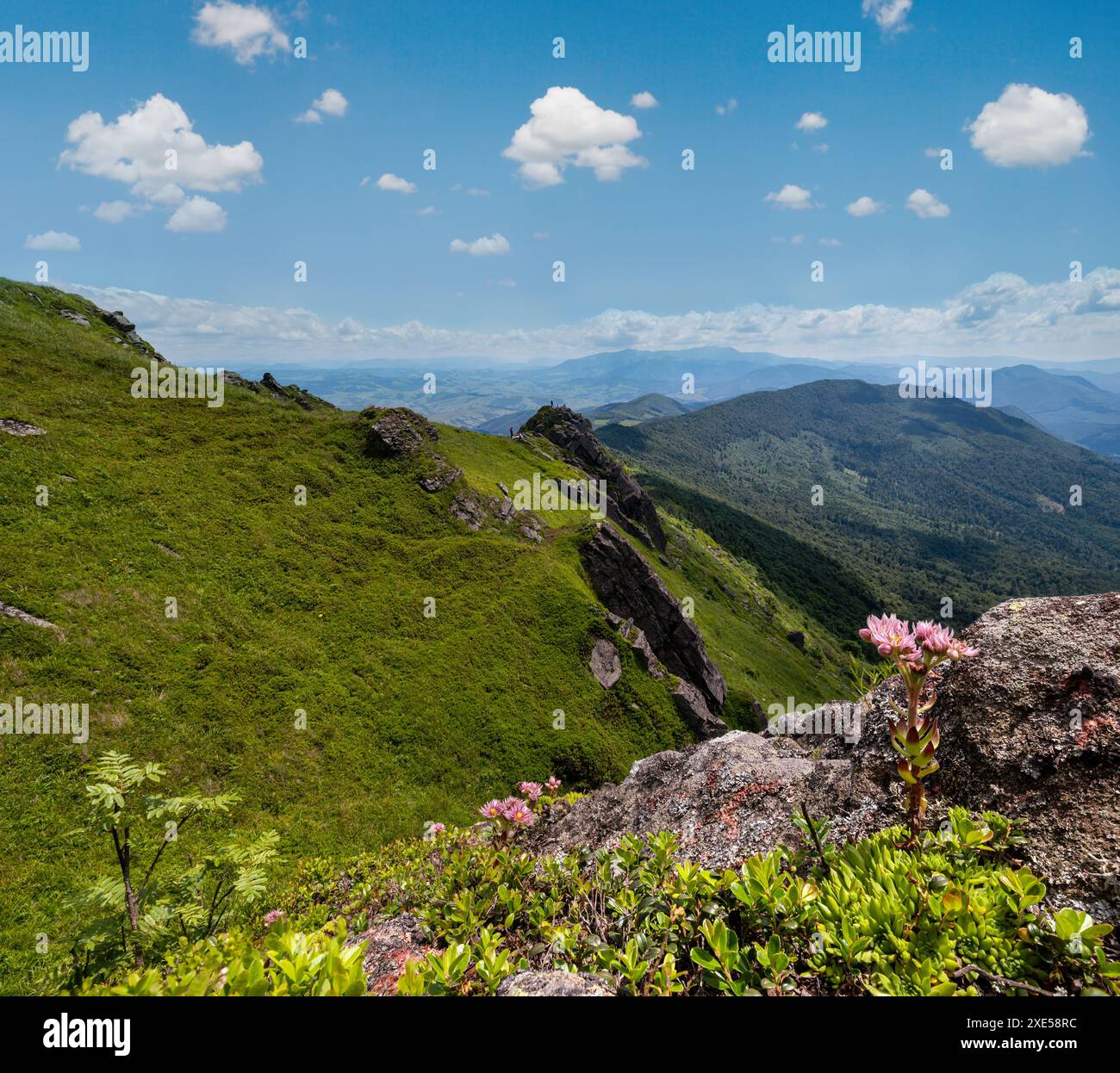 Rosa fiori succulenti su pendio estivo di montagna rocciosa. Monte Pikuj, Carpazi, Ucraina. Foto Stock