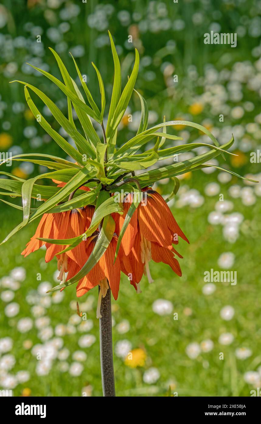 Kaiserkrone 'Fritillaria imperialis' Foto Stock