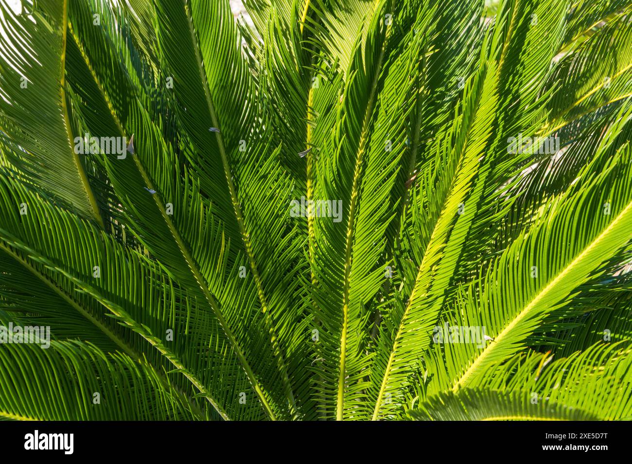 Foglie di palma fresche, foglie tropicali, foglie verdi di palma, sfondo naturale. Foto Stock