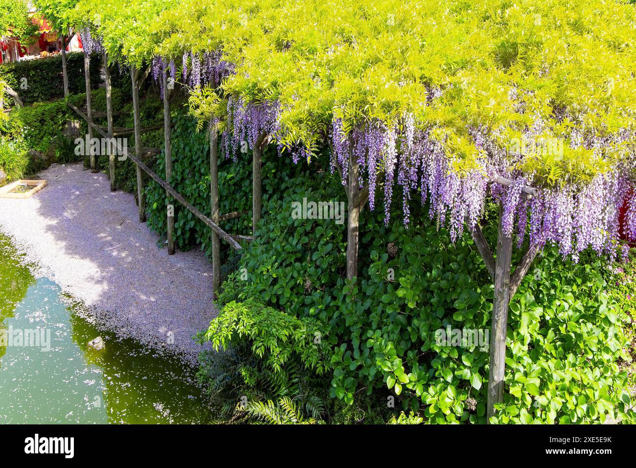 Laghetti e glicine in fiore Foto Stock