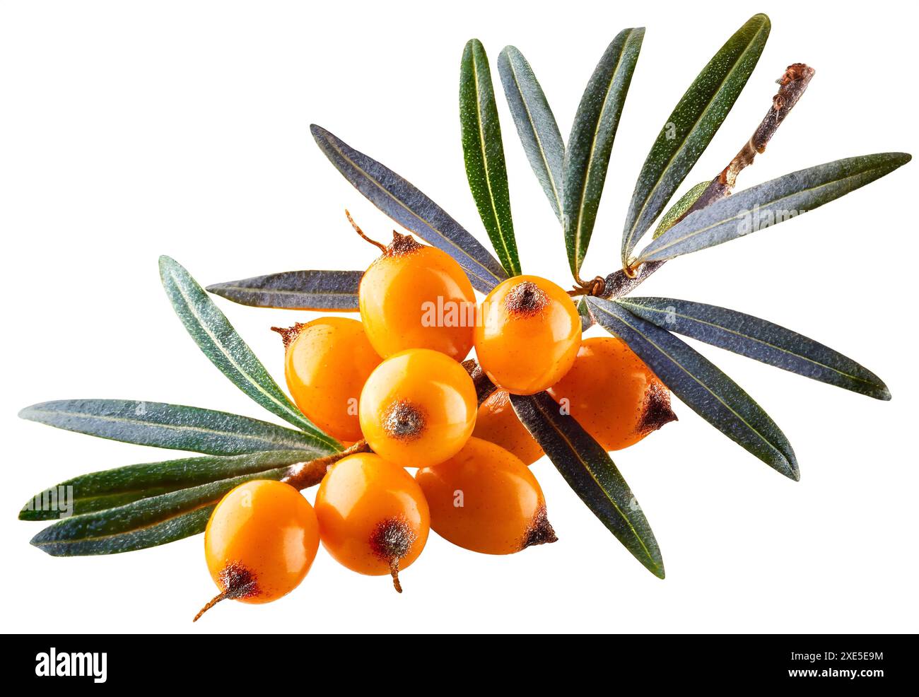 Spina dorsale isolata sul bianco. Con tracciato di ritaglio. Foto Stock