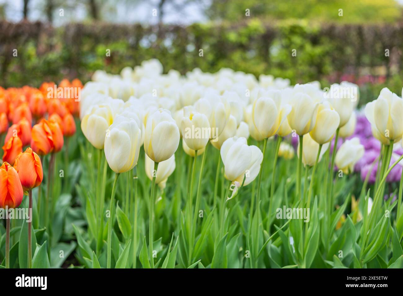 Tulipano fiore campo in giardino, stagione di primavera a Lisse vicino Amsterdam Paesi Bassi Foto Stock