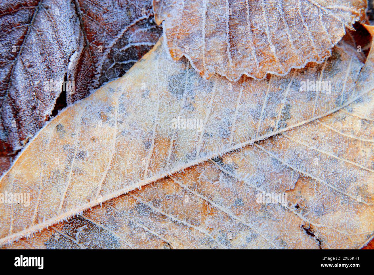 Foglie cadute e gelo Foto Stock