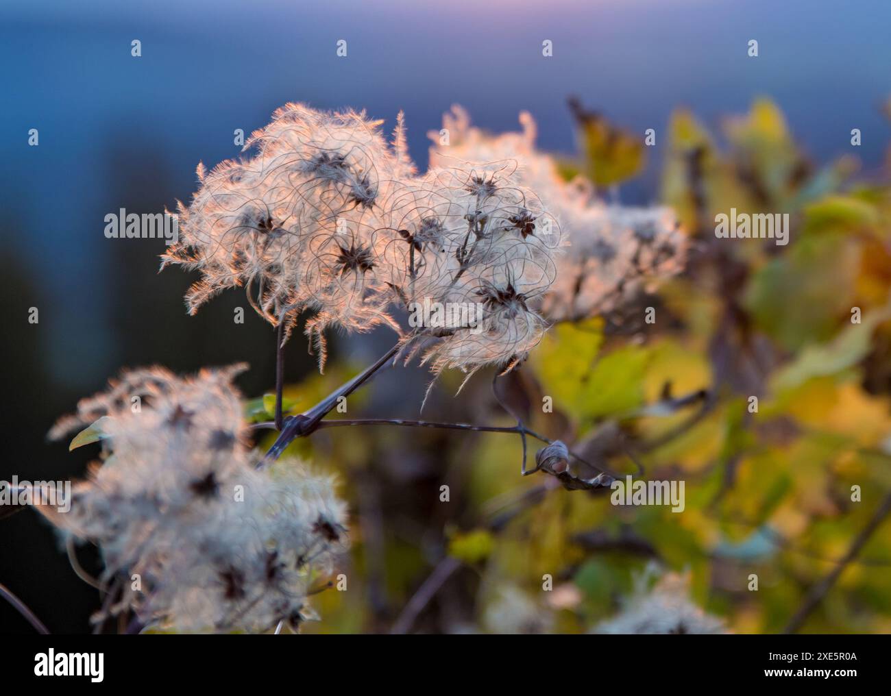 blossom, sfondo, clematis vitalba, barba di un vecchio, gioia del viaggiatore, piante, tramonto, alpi, montagne, natura, panorama, paesaggio, flora, fiori selvatici Foto Stock