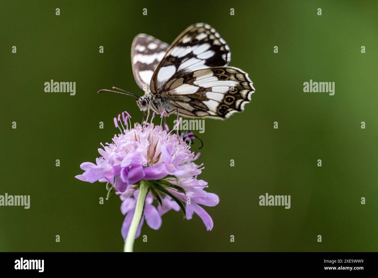 Butterfly impollinare un fiore Foto Stock