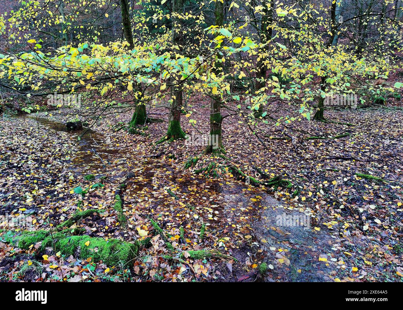 Hutewald nel Parco naturale Solling-Vogler in autunno, Nienover, bassa Sassonia, Germania, Europa â€‹ Foto Stock